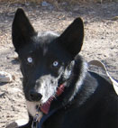 jimi